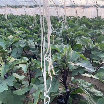 出租10个冷棚，3个老暖棚，价格优惠