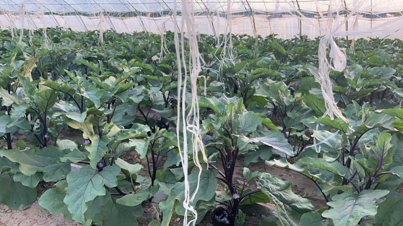 出租10个冷棚，3个老暖棚，价格优惠