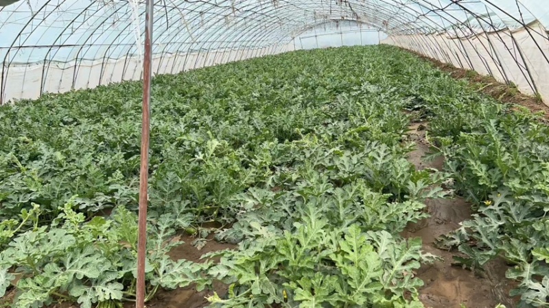 出租10个冷棚，3个老暖棚，价格优惠