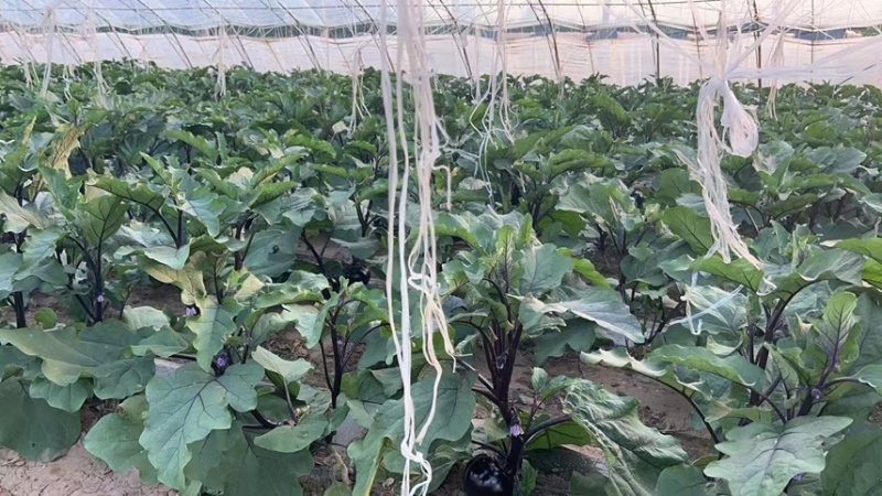出租10个冷棚，3个老暖棚，价格优惠