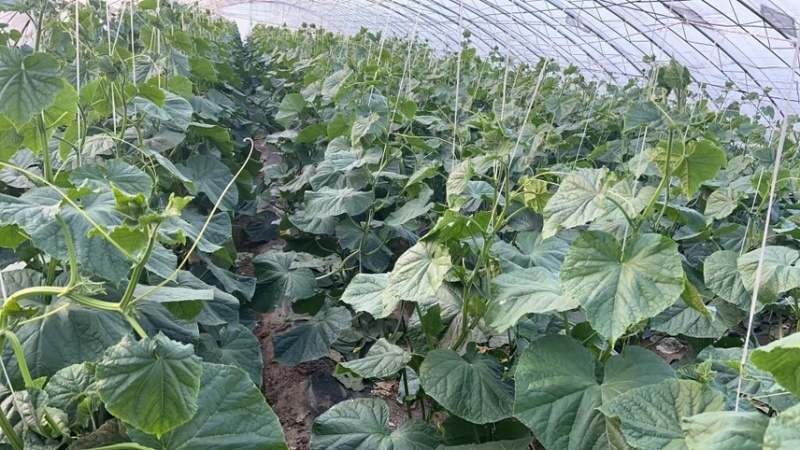 出租10个冷棚，3个老暖棚，价格优惠