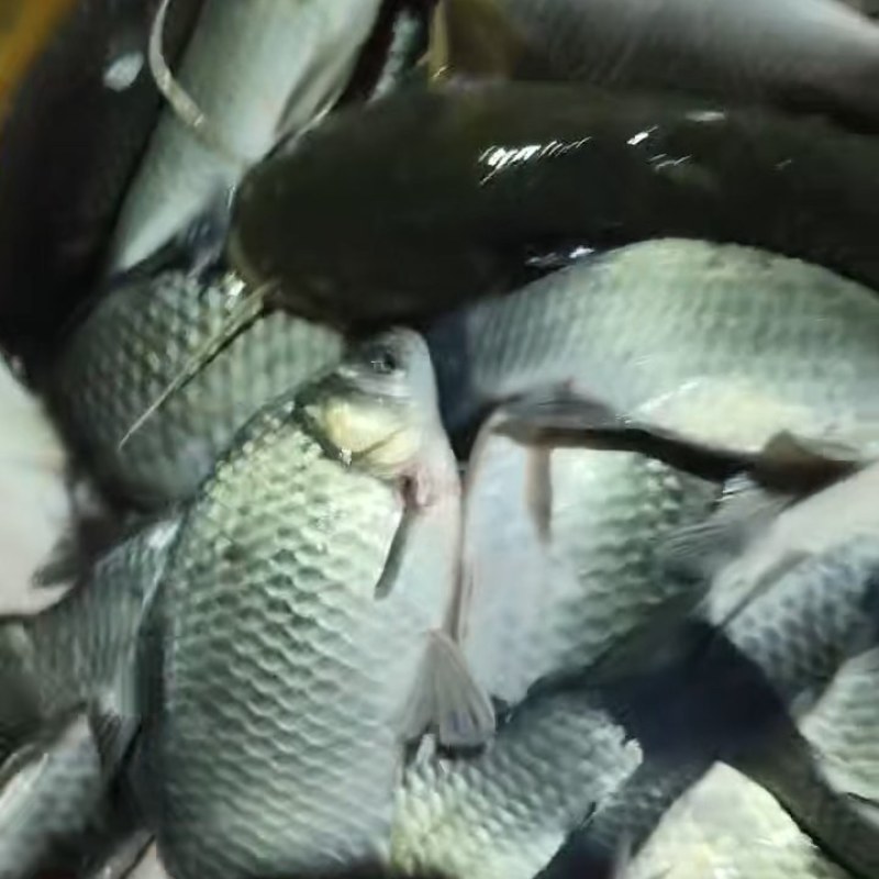 丹江野生鲫鱼