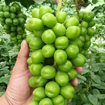 阳光玫瑰
