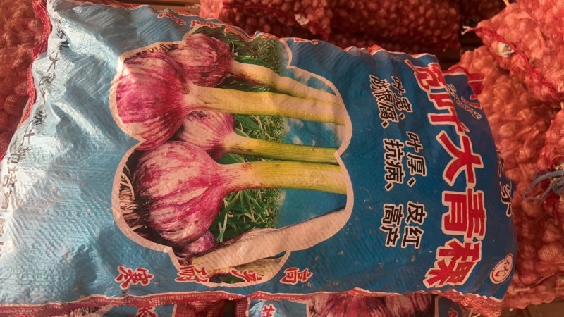 蒜种品种齐全