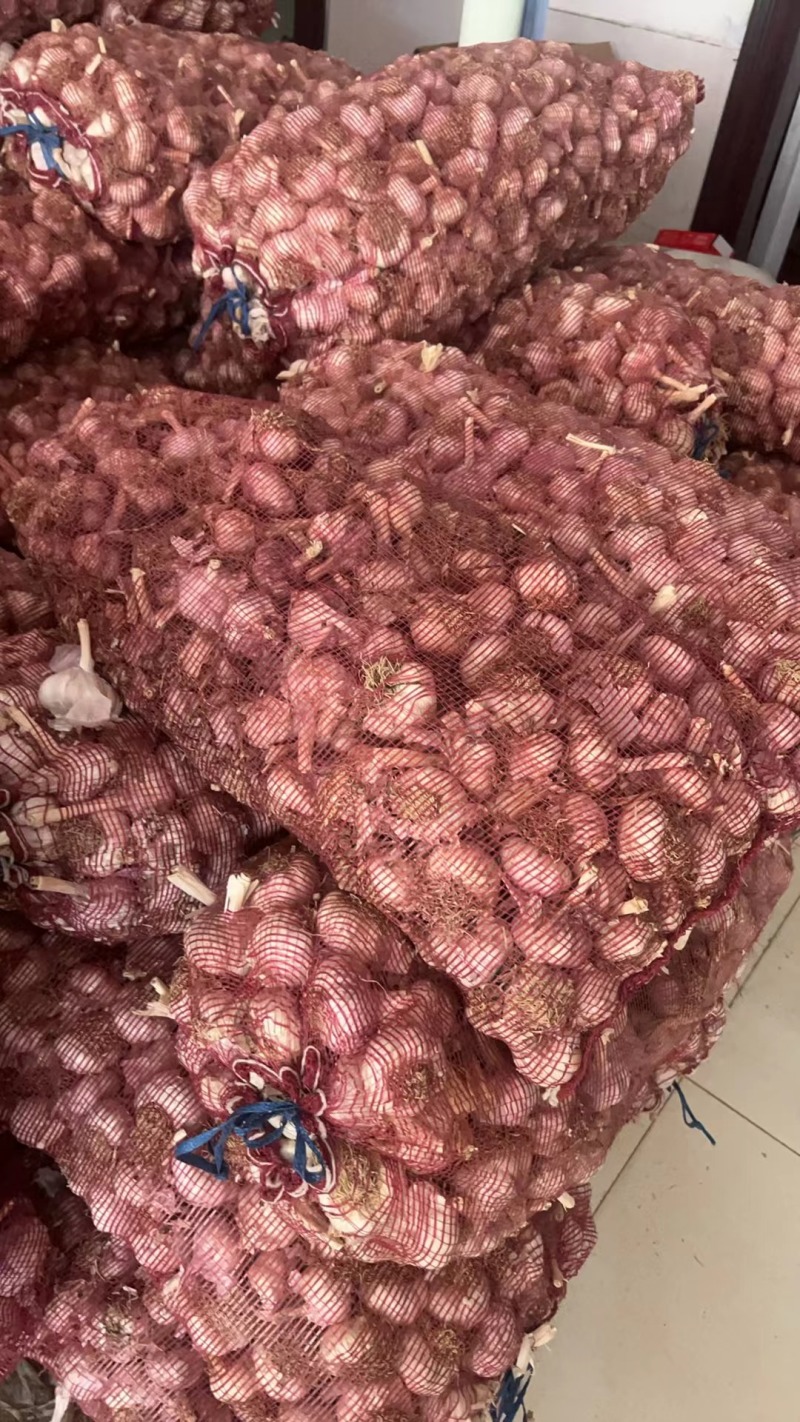 蒜种品种齐全