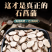 石菖蒲批发中药材原料批发各种规格都有欢迎留言订购定制各种