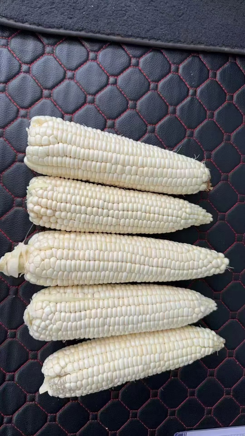 万糯2000，188，美玉27加甜，010，甜玉23都有