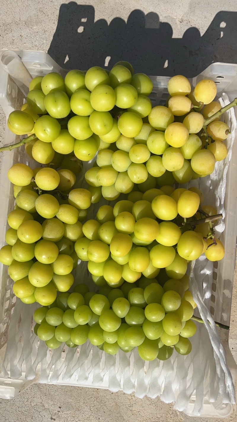 阳光玫瑰