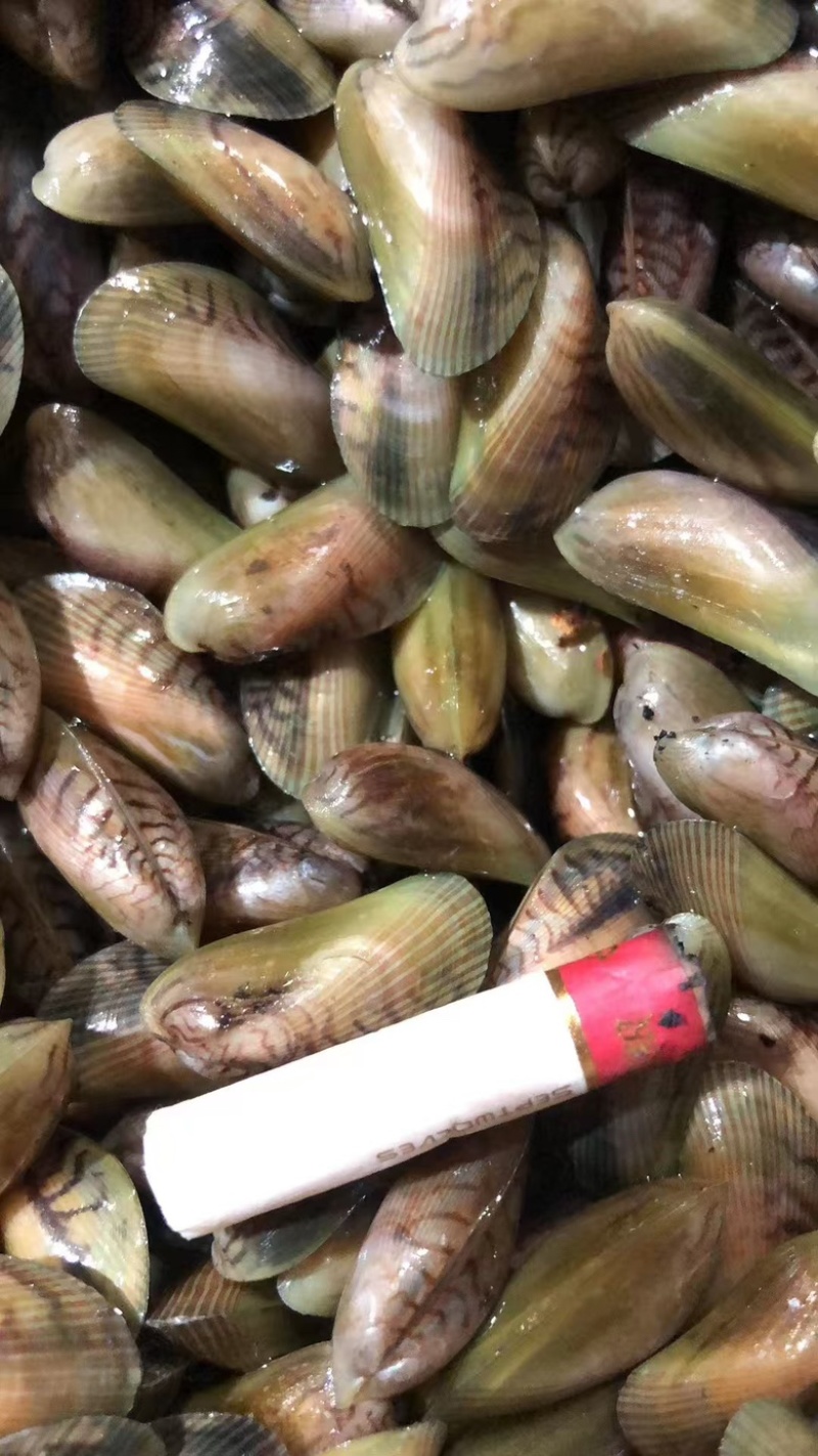 海瓜子当季肥美鲜甜薄壳，大排挡专用，可清炒可煮汤