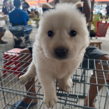 中华田园犬
