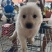 中华田园犬