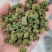 三七花云南文山三七花三七花干花大货批发