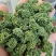 三七花云南文山三七花三七花干花大货批发