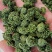 三七花云南文山三七花三七花干花大货批发