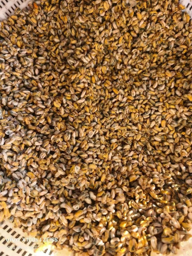 海瓜子肉薄壳肉蛤蜊肉大量供应产地直发可视频看货