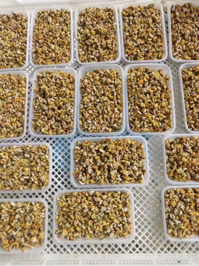海瓜子肉薄壳肉蛤蜊肉大量供应产地直发可视频看货
