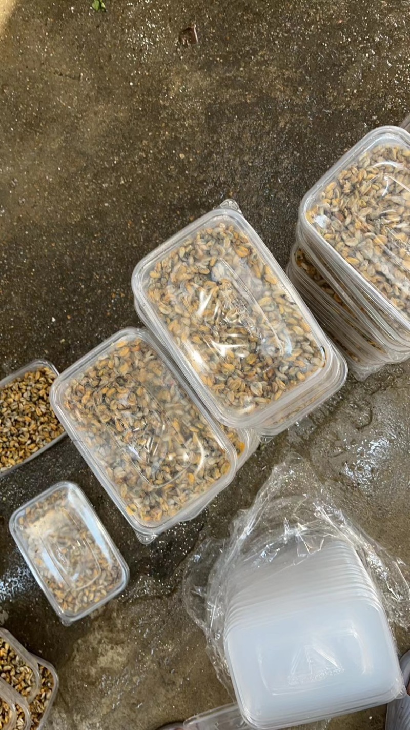 海瓜子肉薄壳肉蛤蜊肉大量供应产地直发可视频看货