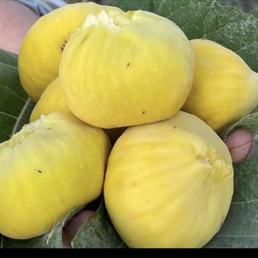 新疆阿图什市无花果