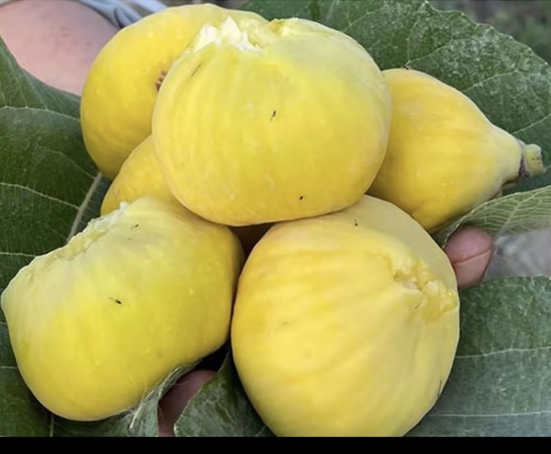 新疆阿图什市无花果