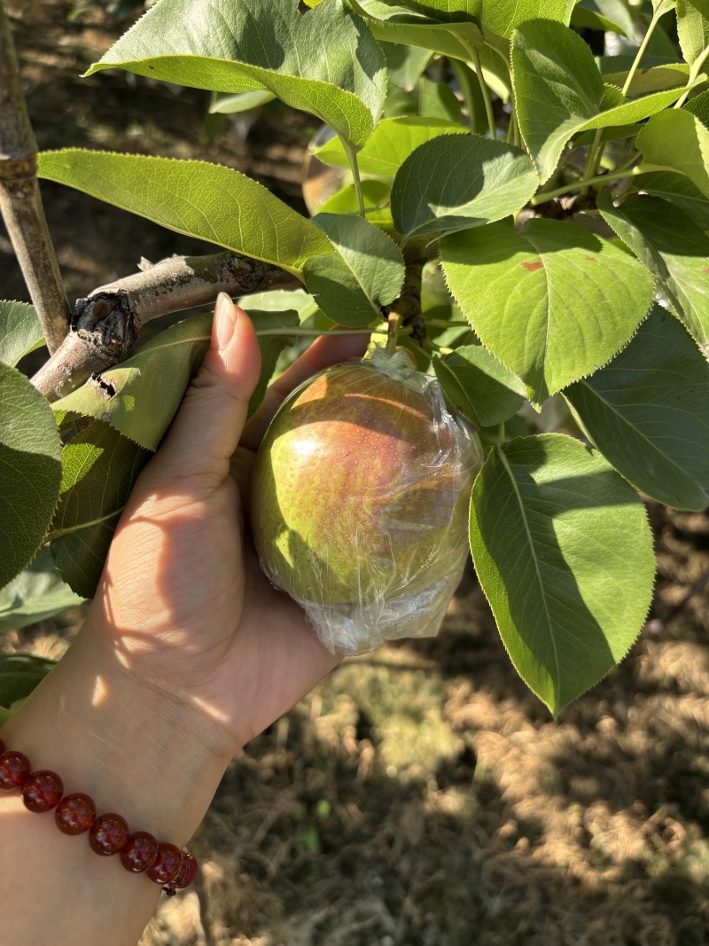 阳信魅梨，支持各大商超，一件代发