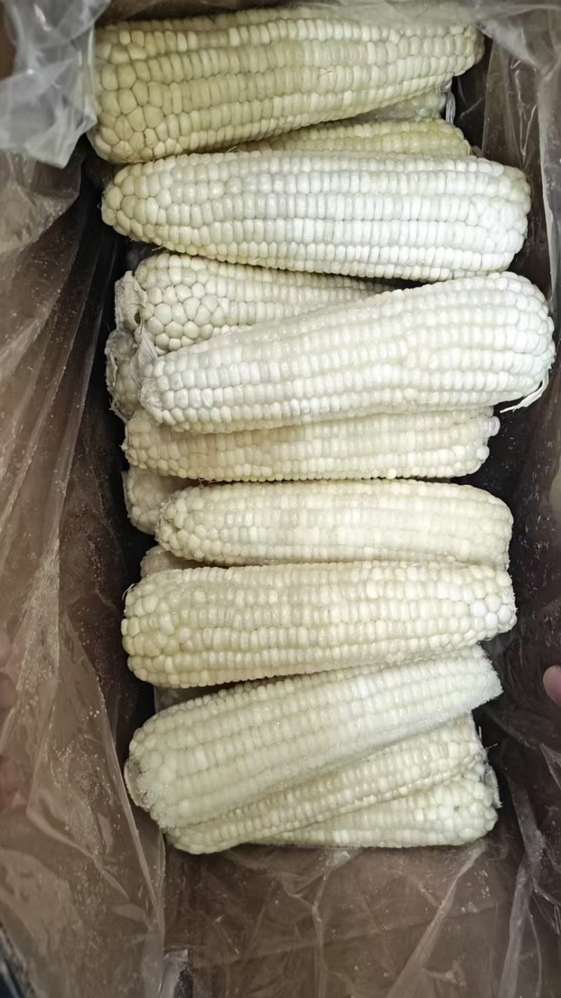 玉米下脚料糯玉米中小段，下脚料牛料，量大从优