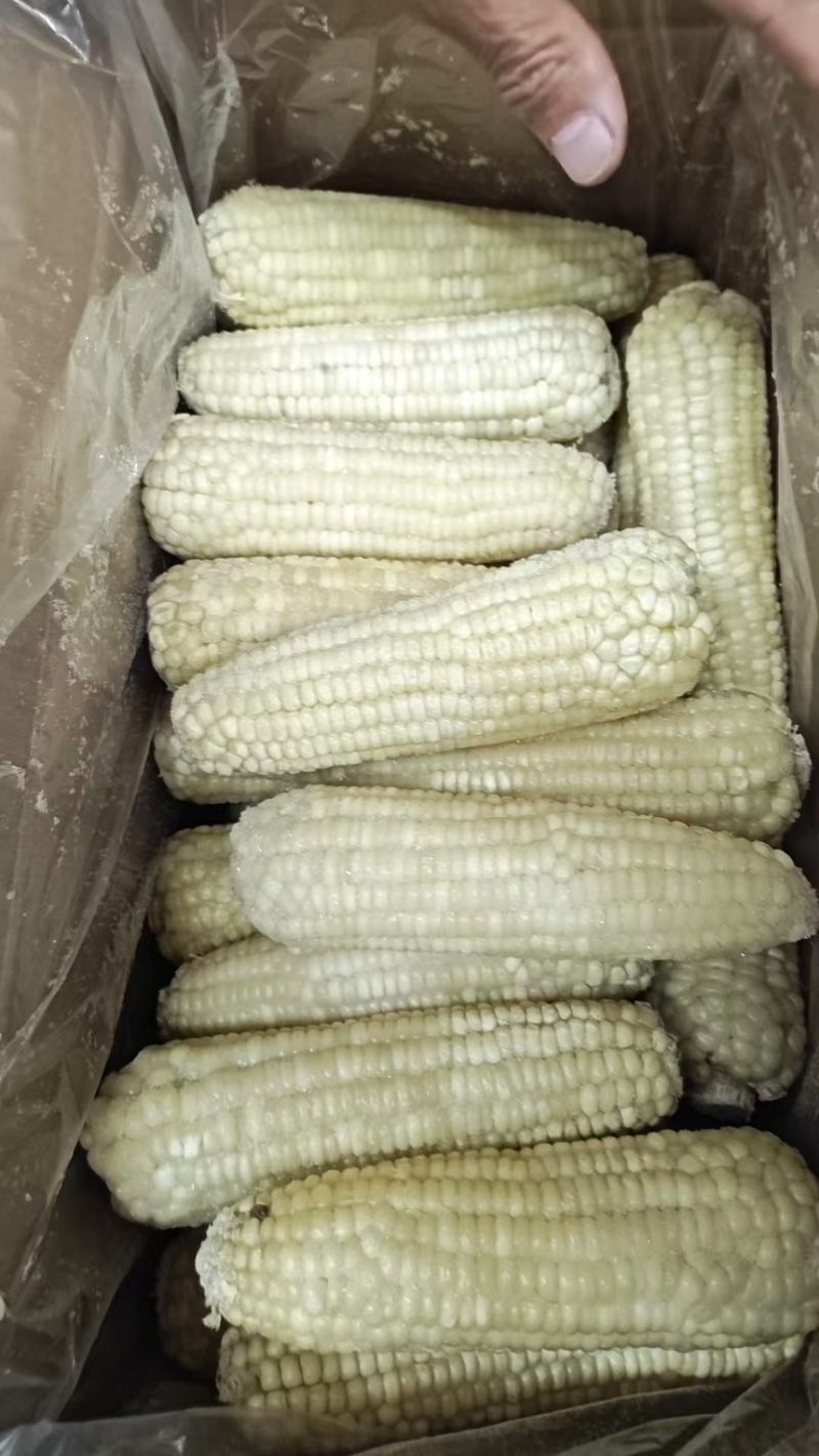 玉米下脚料糯玉米中小段，下脚料牛料，量大从优