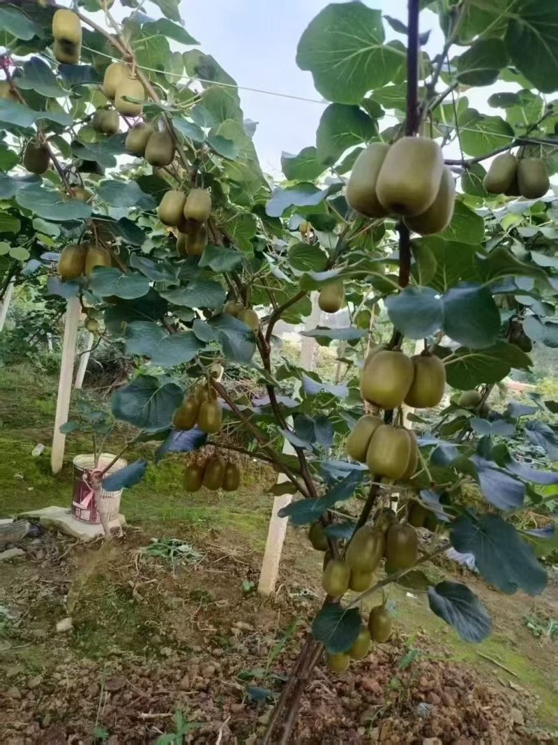 湘西猕猴桃