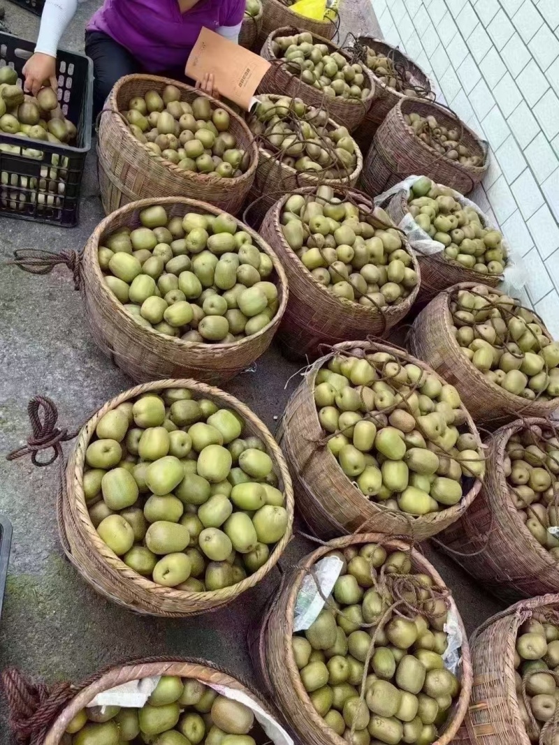 湘西猕猴桃