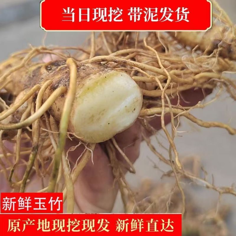 玉竹新鲜现挖***正宗玉竹连州星子玉竹