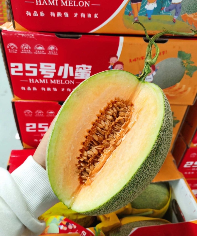 【晓蜜25】西州蜜哈密瓜现摘现发新鲜可对接全国电商市场