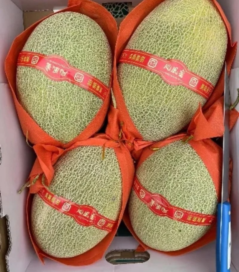 【晓蜜25】西州蜜哈密瓜现摘现发新鲜可对接全国电商市场