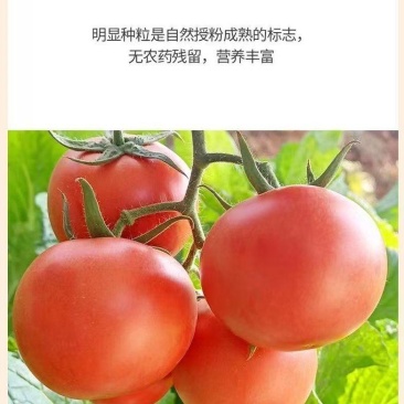 攀枝花米易西红柿硬粉