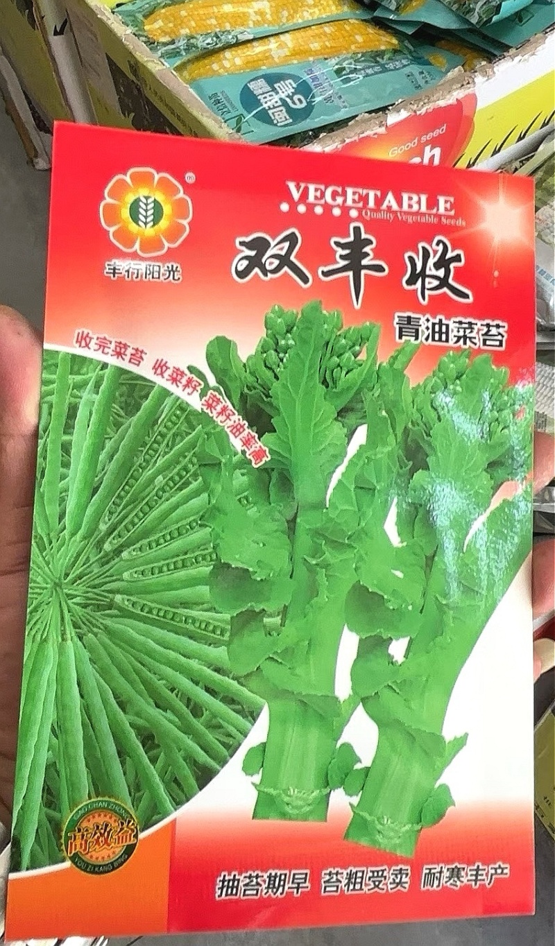油菜种子双丰收早熟抽苔快苔粗好卖耐寒丰产收完菜苔收籽