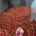 攀枝花米易西红柿硬粉