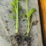 芹菜苗西芹苗云南芹菜苗品种全现挖现发成活率高