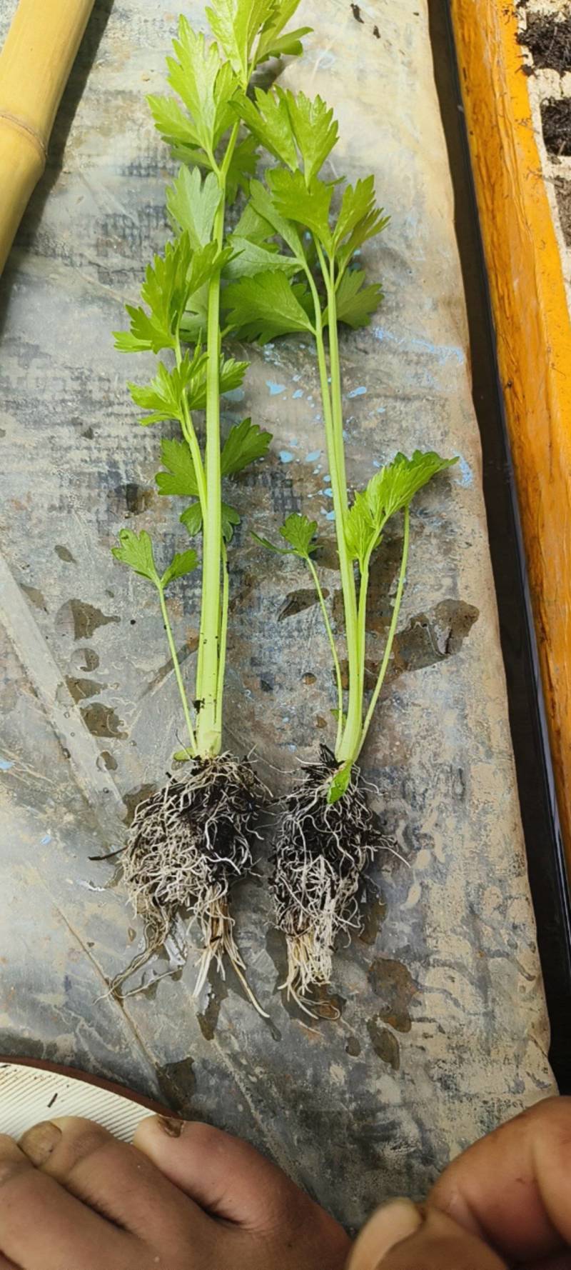 芹菜苗西芹苗云南芹菜苗品种全现挖现发成活率高