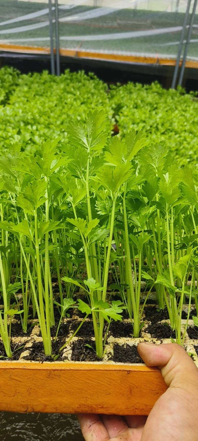 芹菜苗西芹苗云南芹菜苗品种全现挖现发成活率高
