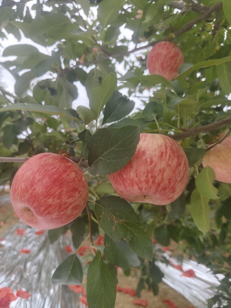 苹果