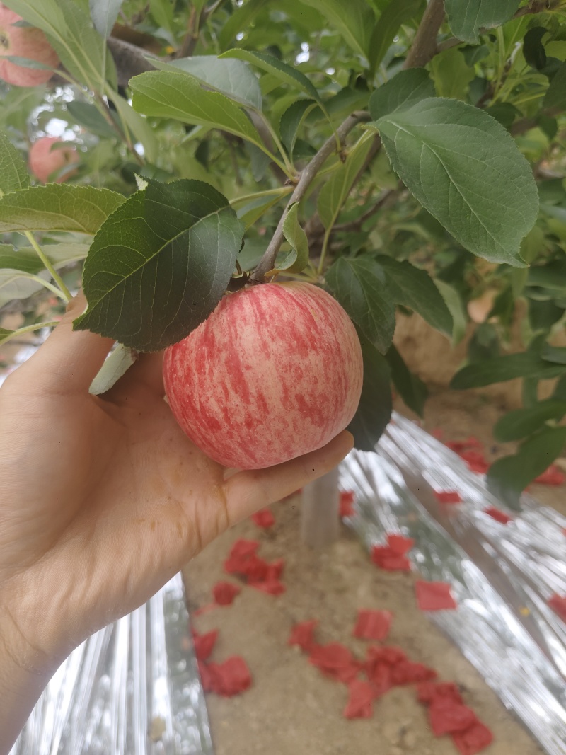 苹果