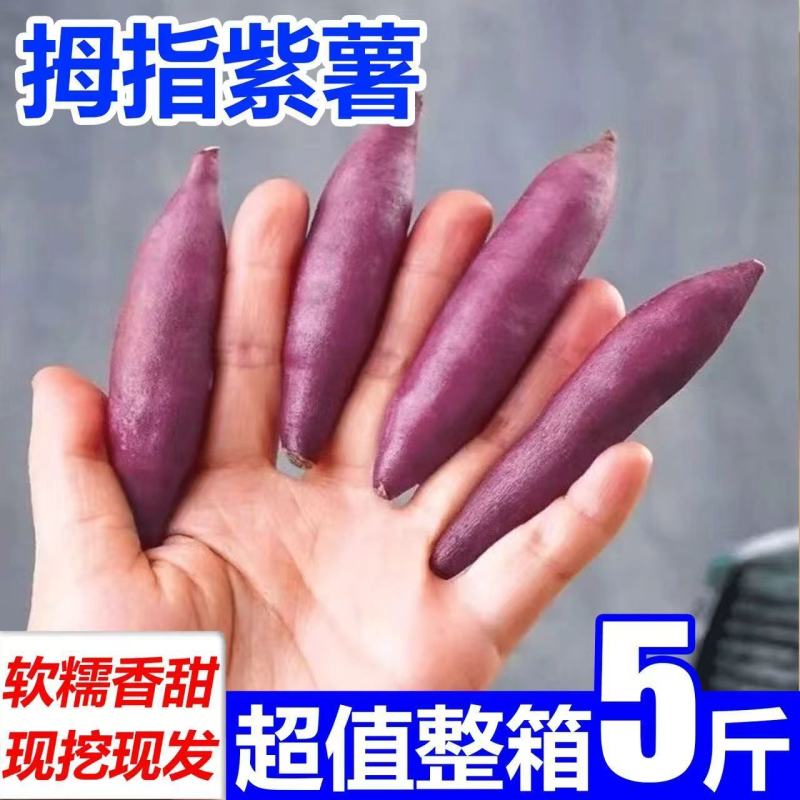 新鲜现挖紫薯紫罗兰红薯正宗沙地番薯地瓜香甜蔬菜蜜薯批发