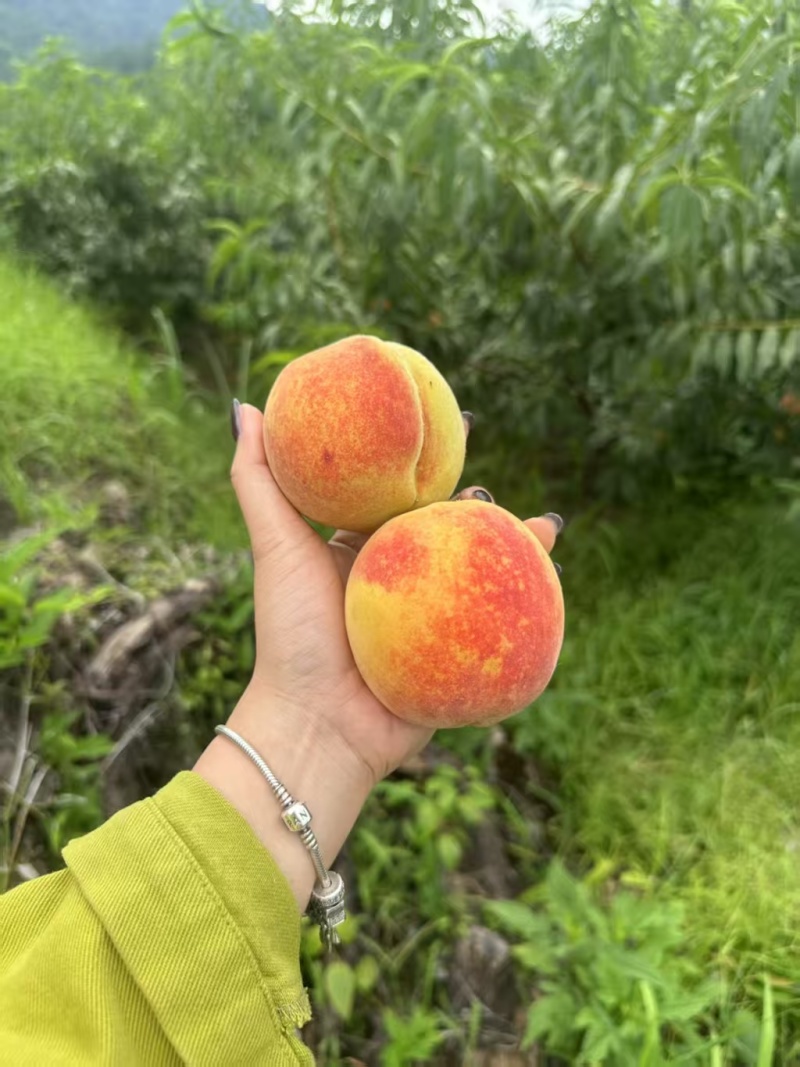 黄桃，口感脆甜，高山种植货源充足品质好，欢迎来电咨询定够