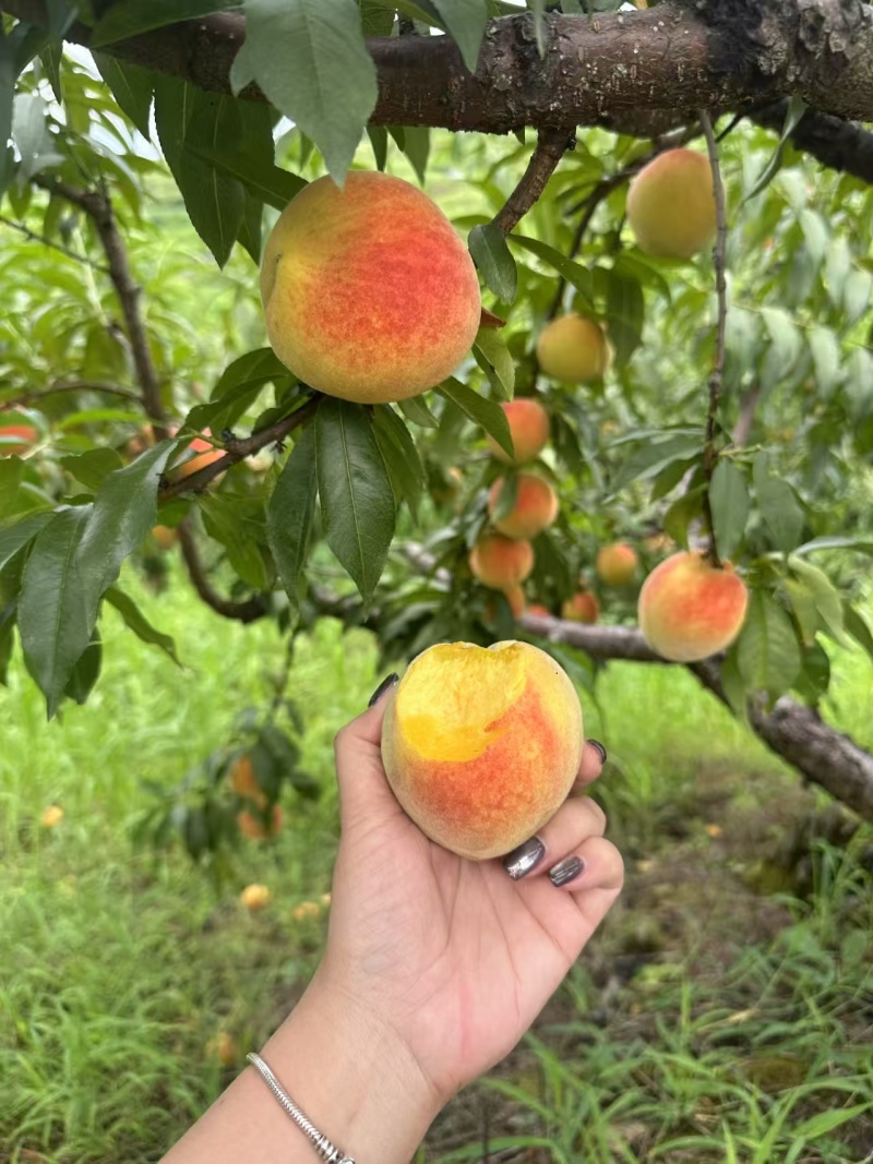 黄桃，口感脆甜，高山种植货源充足品质好，欢迎来电咨询定够