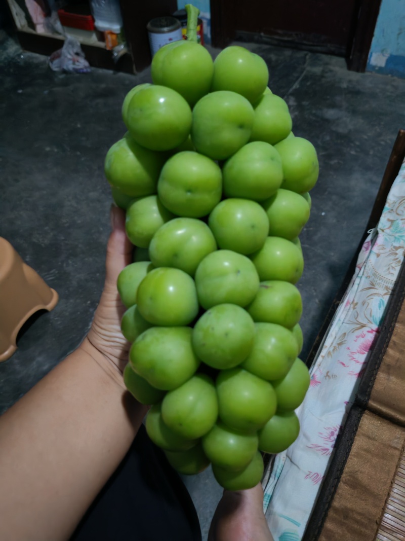 湖南澧县阳光玫瑰