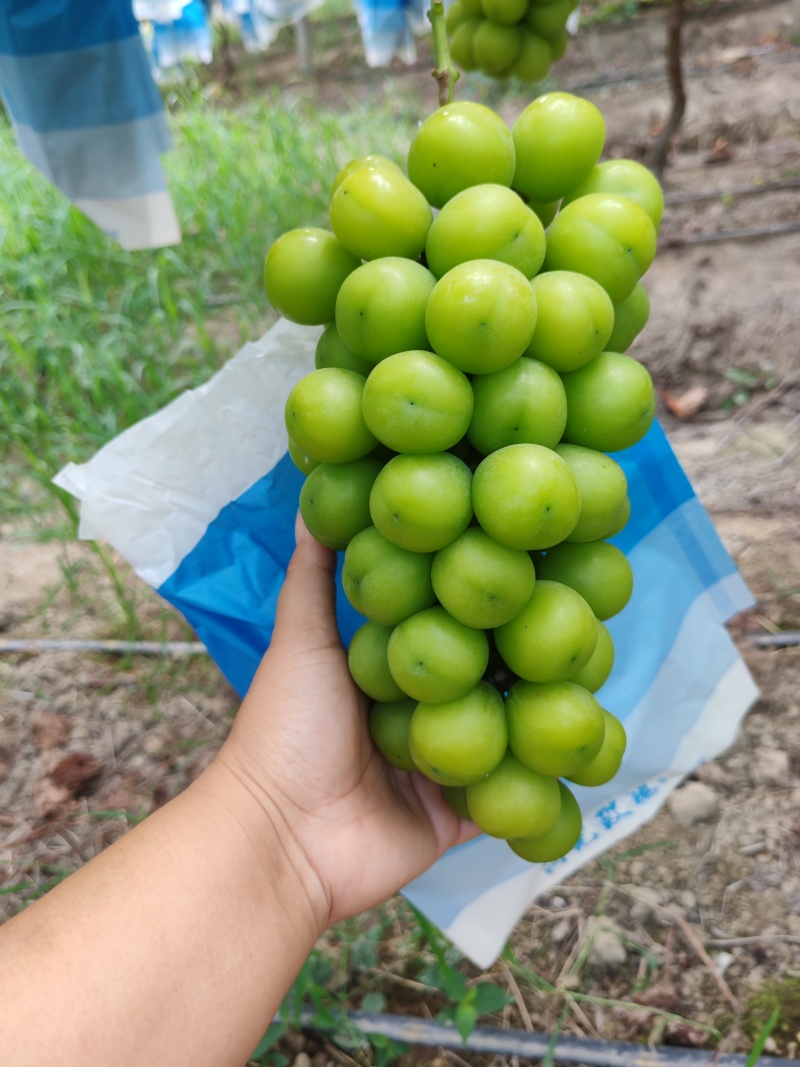 湖南澧县阳光玫瑰
