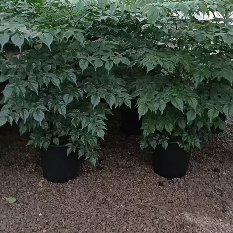 精品幸福树