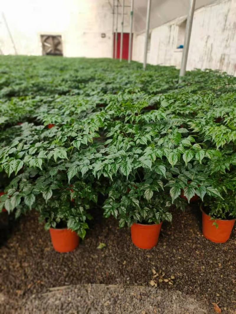 精品幸福树