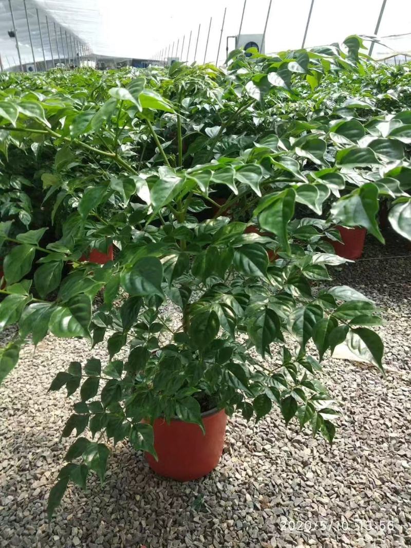 精品幸福树