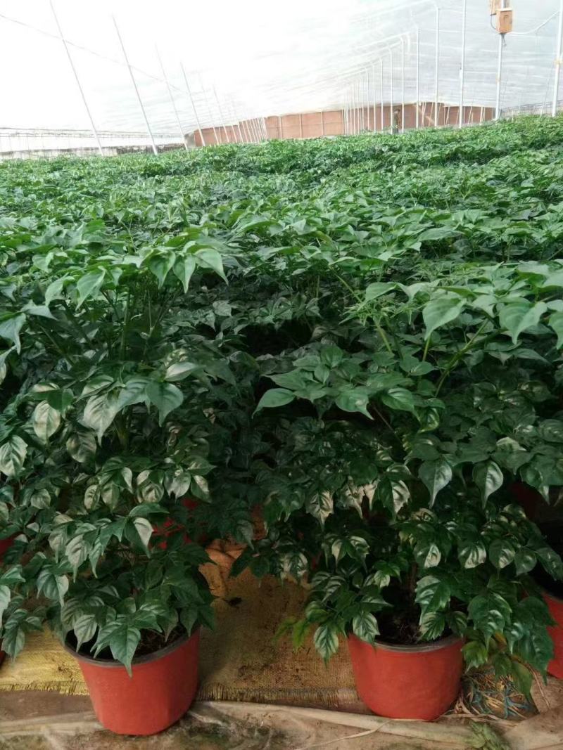 精品幸福树