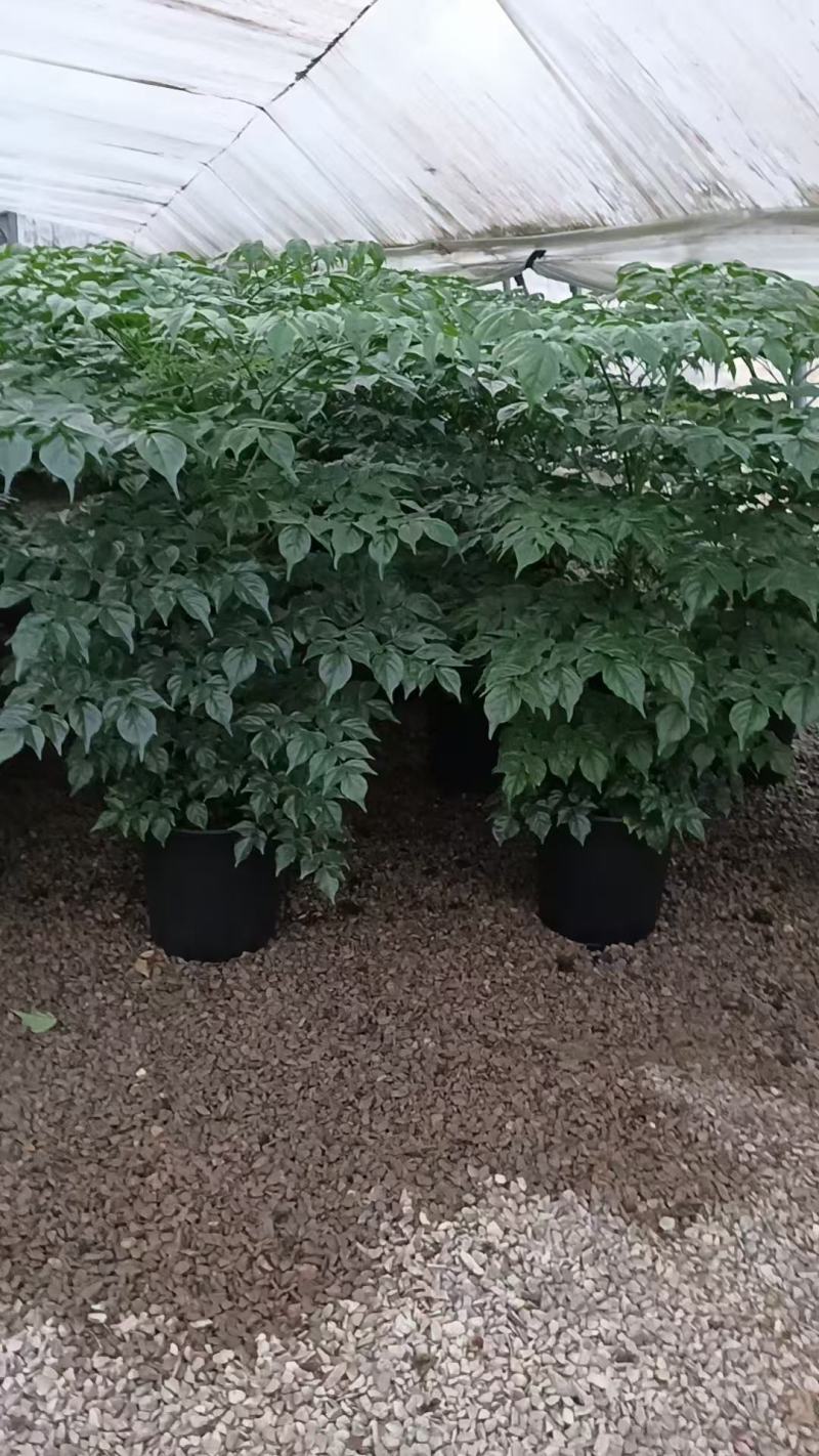 精品幸福树