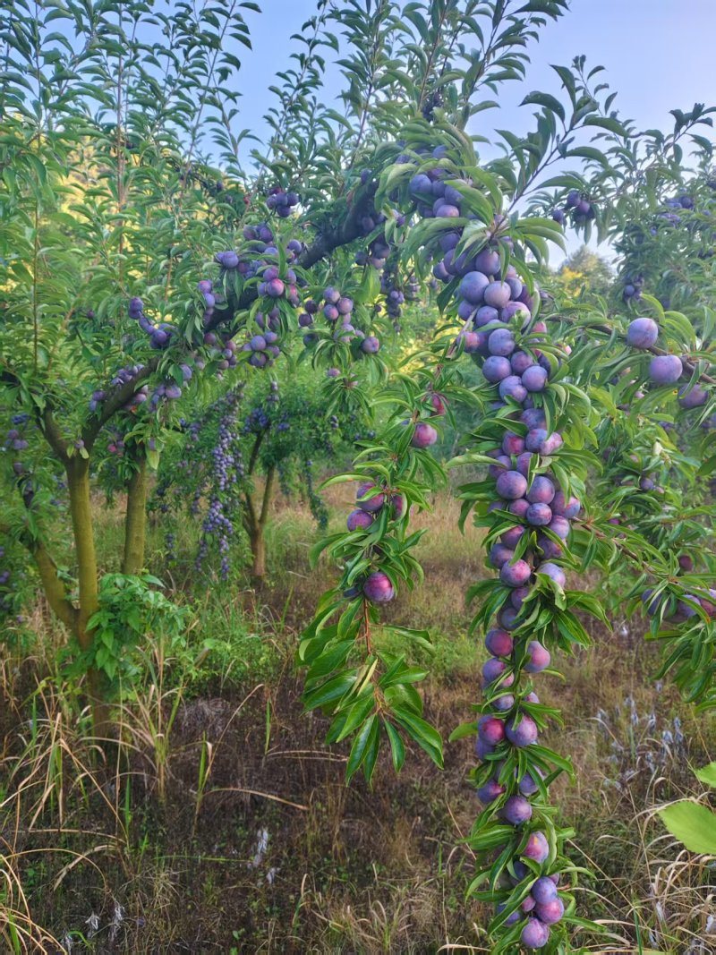珍珠李，个头均匀口，脆甜多汁，可对接电商市场商超，出口等